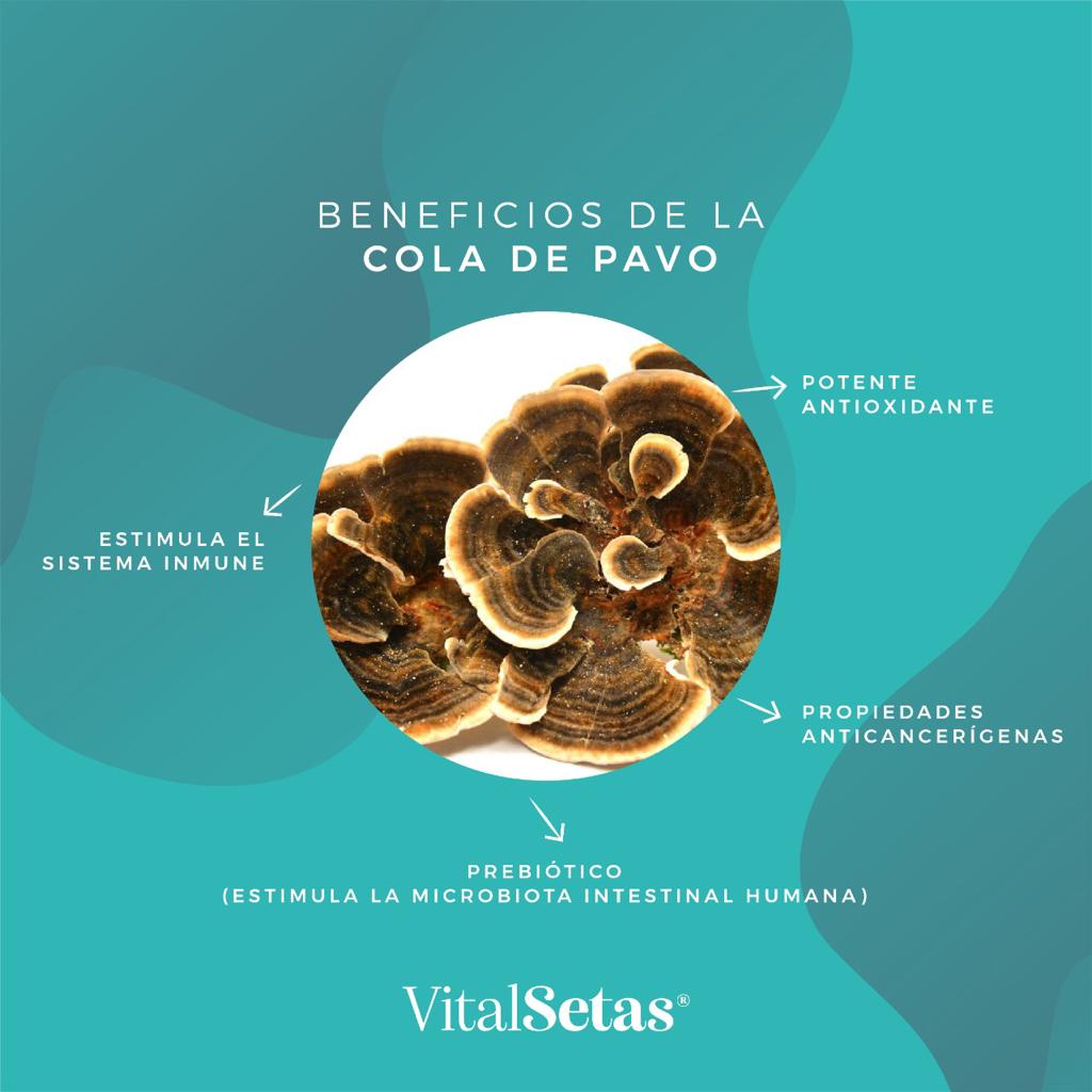 Hongo cola de pavo (Inmunidad y anticáncer) - Imagen 3